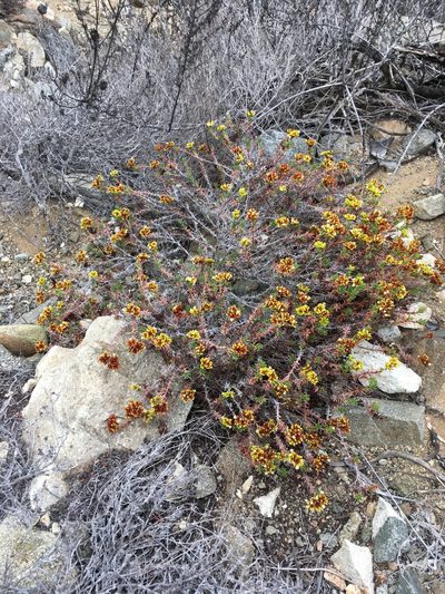Chorizanthe flavescens, photographed by Matt Berger