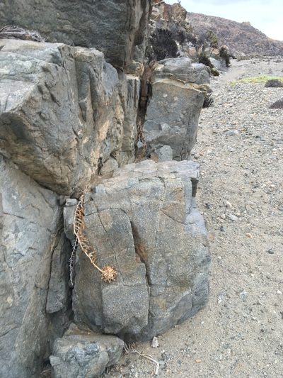 Bomarea ovallei, photographed by Matt Berger