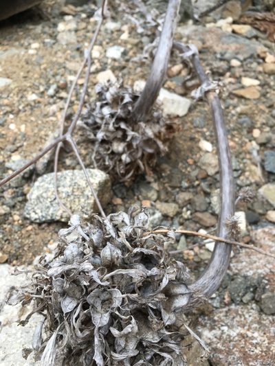 Bomarea ovallei, photographed by Matt Berger