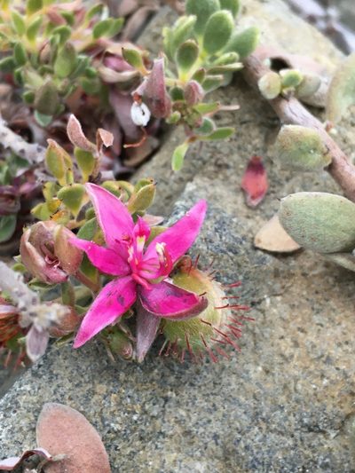 Krameria cistoidea, photographed by Matt Berger