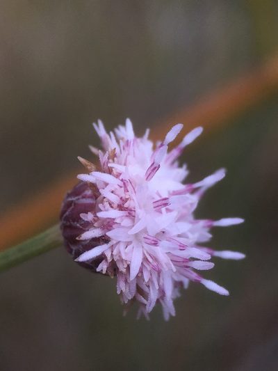Baccharis juncea, photographed by Matt Berger