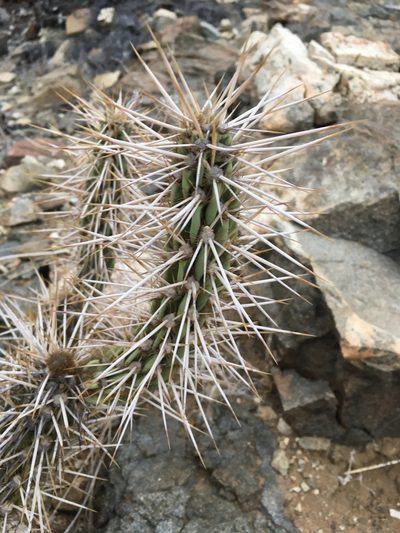Miqueliopuntia miquelii, photographed by Matt Berger