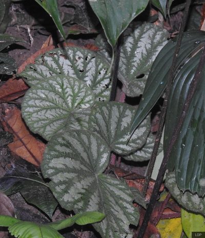 Begonia tripurensis, photographed by lovelymon lamin
