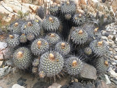 Copiapoa dealbata, photographed by Matt Berger