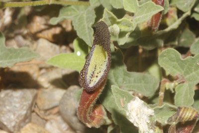 Aristolochia versabilifolia, photographed by Juan Cruzado Cortés