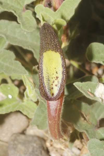 Aristolochia versabilifolia, photographed by Juan Cruzado Cortés
