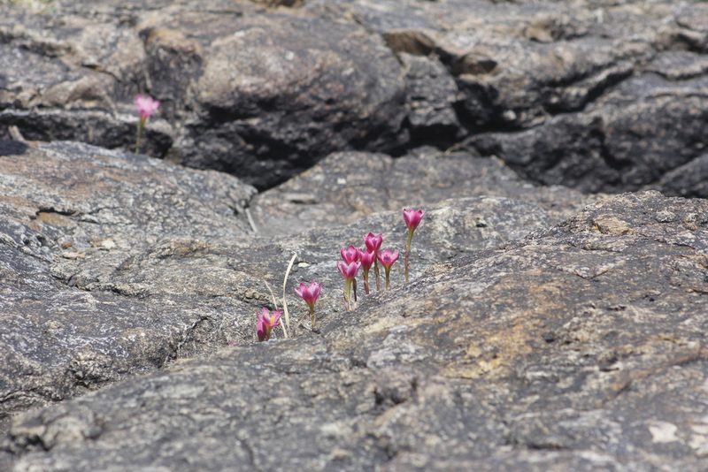 Zephyranthes brevipes, photographed by Juan Cruzado Cortés