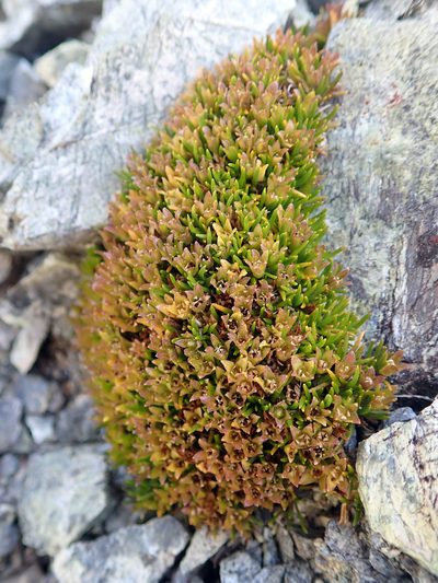 Colobanthus wallii, photographed by Peter de Lange