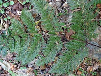 Dennstaedtia novae, photographed by Peter de Lange