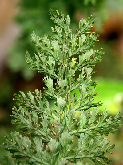 Vandenboschia kalamocarpa, photographed by Jacy Chen