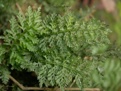 Vandenboschia kalamocarpa, photographed by Jacy Chen