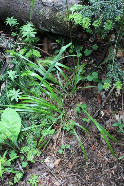 Festuca altissima, photographed by Dmitriy Bochkov