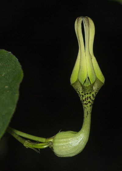 Ceropegia decaisneana, photographed by S.MORE