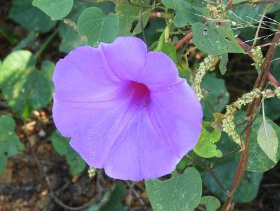Ipomoea pedicellaris, photographed by Francisco Farriols Sarabia