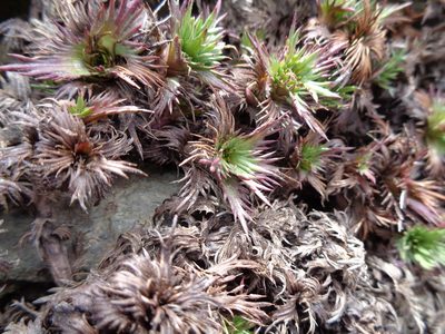 Nassauvia magellanica, photographed by Pablo