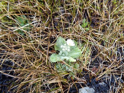 Primula magellanica, photographed by Pablo