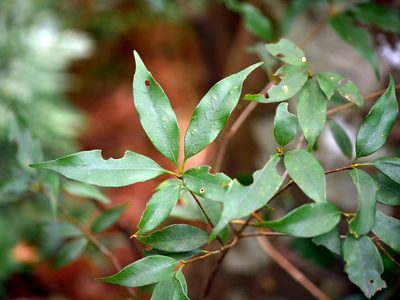Quercus longinux, photographed by Jacy Chen