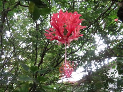 Hibiscus schizopetalus, photographed by Diogo Luiz