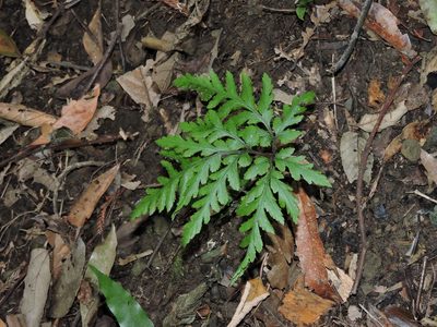 Sceptridium formosanum, photographed by Jacy Chen