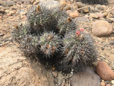 Copiapoa coquimbana, photographed by Matt Berger