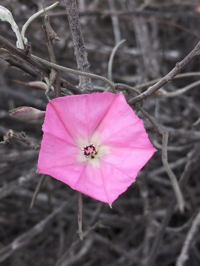 Convolvulus chilensis, photographed by Matt Berger