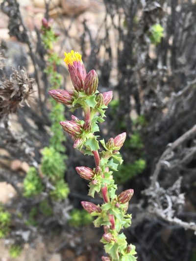 Haplopappus parvifolius, photographed by Matt Berger