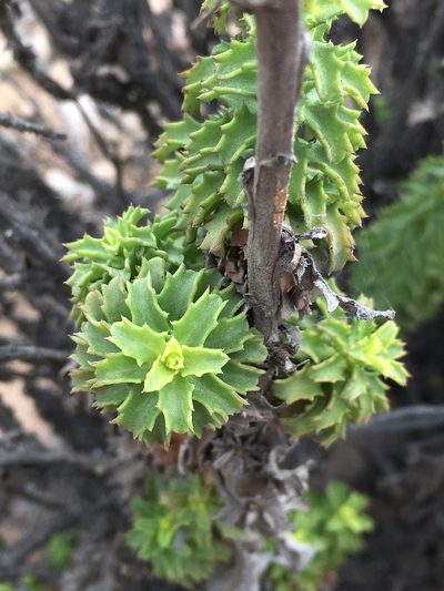 Haplopappus parvifolius, photographed by Matt Berger