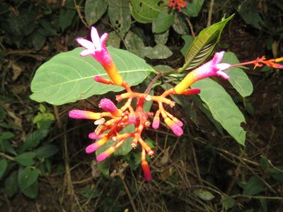 Palicourea marcgravii, photographed by Diogo Luiz