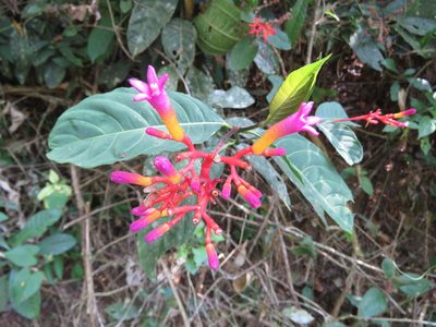 Palicourea marcgravii, photographed by Diogo Luiz