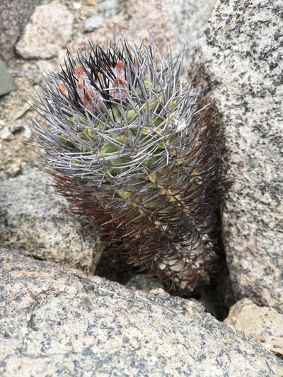 Eriosyce paucicostata, photographed by Aira Francisca Faúndez Fallau