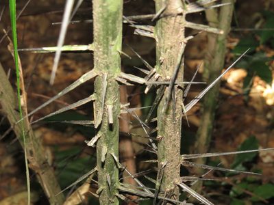 Astrocaryum aculeatissimum, photographed by Diogo Luiz