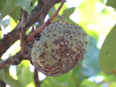 Annona montana, photographed by Diogo Luiz
