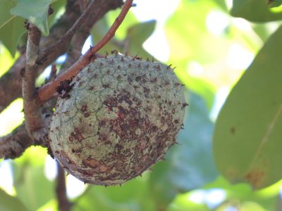 Annona montana, photographed by Diogo Luiz