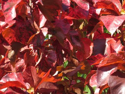 Acalypha wilkesiana, photographed by Diogo Luiz
