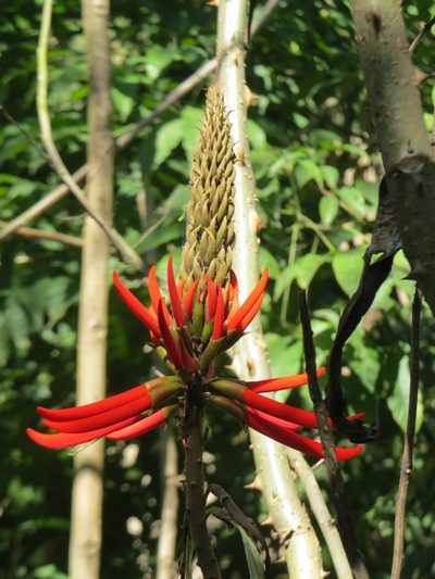 Erythrina speciosa, photographed by Diogo Luiz