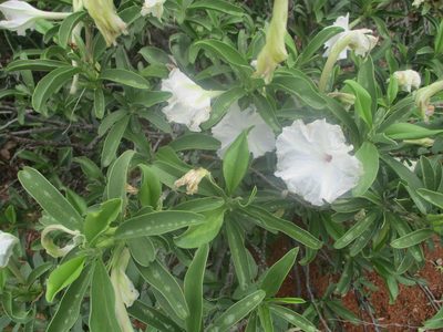 Ipomoea adenioides, photographed by Michelle Pretorius