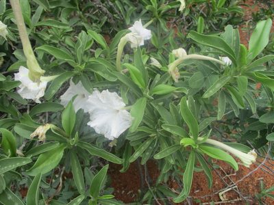 Ipomoea adenioides, photographed by Michelle Pretorius