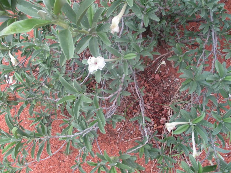 Ipomoea adenioides, photographed by Michelle Pretorius