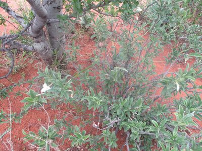 Ipomoea adenioides, photographed by Michelle Pretorius
