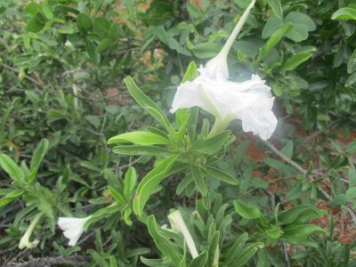 Ipomoea adenioides, photographed by Michelle Pretorius