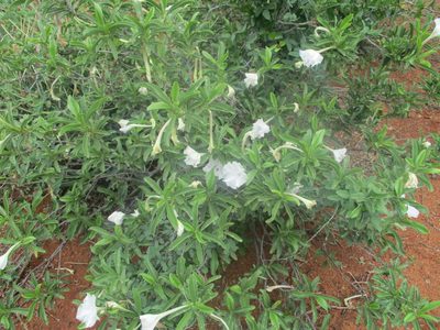 Ipomoea adenioides, photographed by Michelle Pretorius