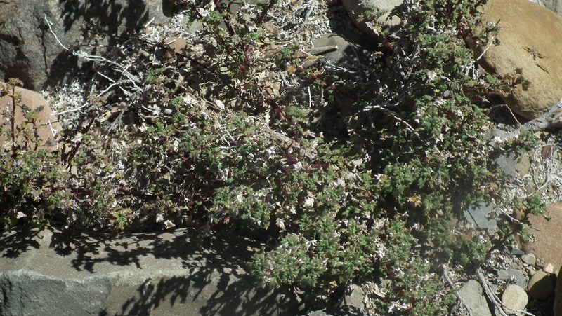 Forsskaolea candida, photographed by Shaun Swanepoel