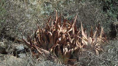 Aloe microstigma, photographed by Shaun Swanepoel