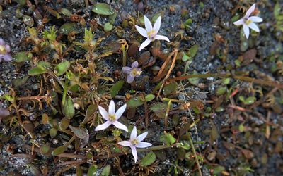 Lobelia fatiscens, photographed by Peter de Lange