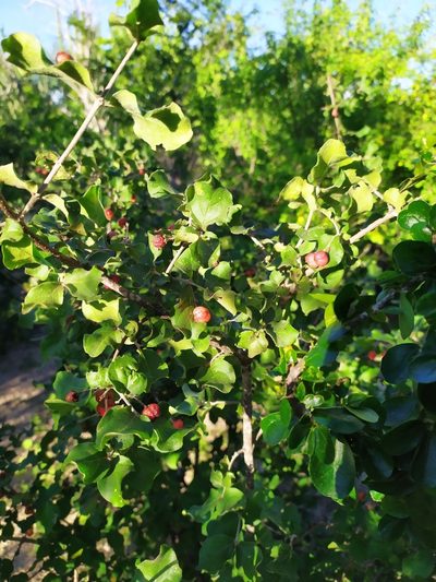 Malpighia diversifolia, photographed by Daniela Gámez