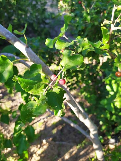 Malpighia diversifolia, photographed by Daniela Gámez