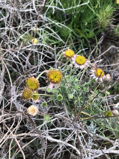 Erigeron blochmaniae, photographed by paulexcoff