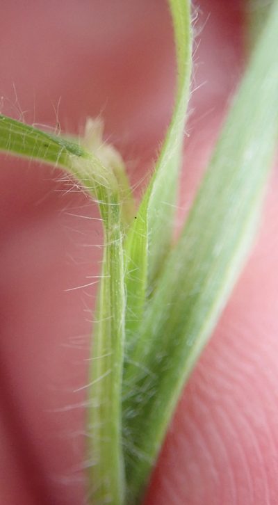 Bromus arenarius, photographed by Peter de Lange