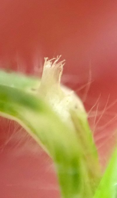 Bromus arenarius, photographed by Peter de Lange