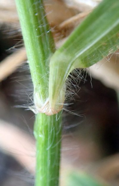 Bromus arenarius, photographed by Peter de Lange